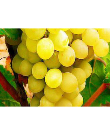 Виноград Антоний Великий Виноград Антоний Великий