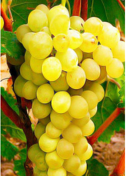 Виноград Антоний Великий