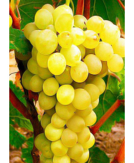 Виноград Антоний Великий Виноград Антоний Великий