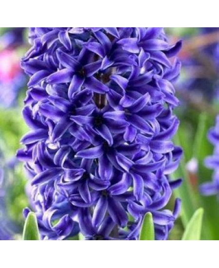 Гиацинт "Peter Stuyvesant" 3шт в упаковке Гиацинт "Peter Stuyvesant" 3шт в упаковке