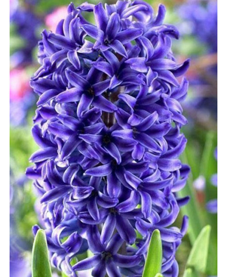 Гиацинт "Peter Stuyvesant" 3шт в упаковке Гиацинт "Peter Stuyvesant" 3шт в упаковке