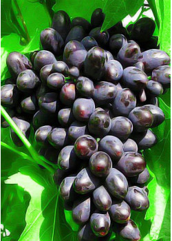 Виноград Кодрянка