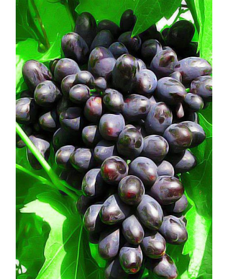 Виноград Кодрянка Виноград Кодрянка