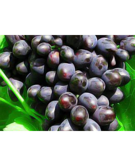 Виноград Кодрянка Виноград Кодрянка