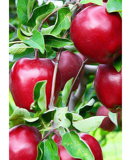 Яблоня Джонатан Яблоня Джонатан