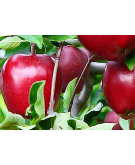 Яблоня Джонатан Яблоня Джонатан