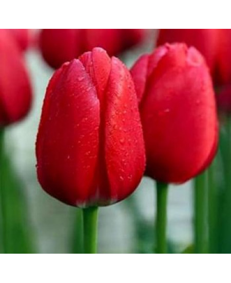 Тюльпан дарвинов гибрид "Черри Делайт" (Cherry Delight) 3шт в упаковке (размер 12\+) Тюльпан дарвинов гибрид "Черри Делайт" (Cherry Delight) 3шт в упаковке (размер 12\+)