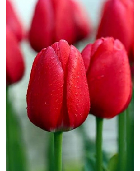 Тюльпан дарвинов гибрид "Черри Делайт" (Cherry Delight) 3шт в упаковке (размер 12\+) Тюльпан дарвинов гибрид "Черри Делайт" (Cherry Delight) 3шт в упаковке (размер 12\+)