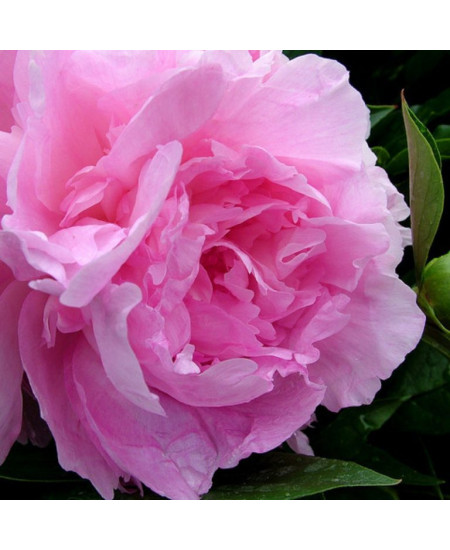 Пион Сьюзи Кью Пион Сьюзи Кью