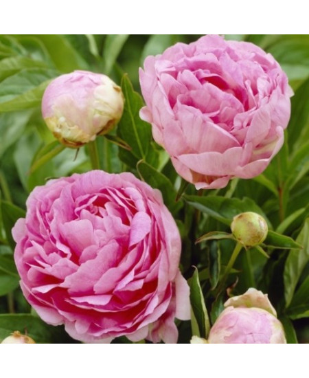 Пион Сьюзи Кью Пион Сьюзи Кью