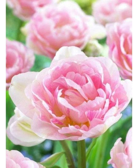 Тюльпан махровый поздний "Анжелик" (Angelique) 3шт в упаковке (размер 11\12) Тюльпан махровый поздний "Анжелик" (Angelique) 3шт в упаковке (размер 11\12)