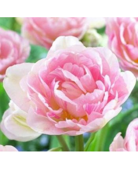 Тюльпан махровый поздний "Анжелик" (Angelique) 3шт в упаковке (размер 11\12) Тюльпан махровый поздний "Анжелик" (Angelique) 3шт в упаковке (размер 11\12)