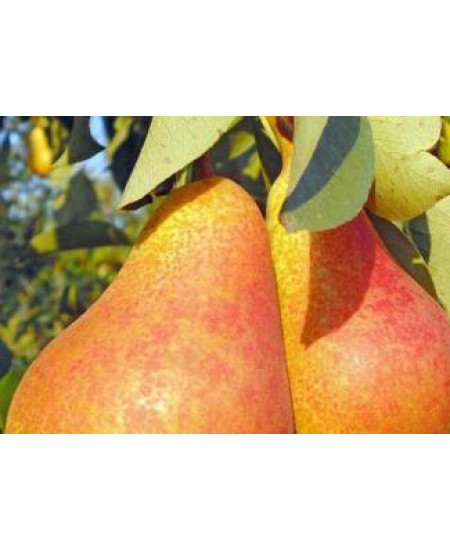 Груша Бере Московская Груша Бере Московская