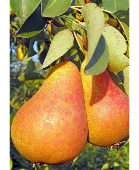 Груша Бере Московская Груша Бере Московская