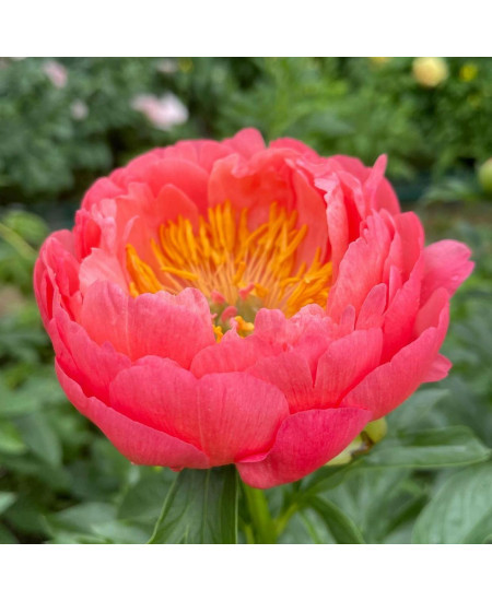 Пион травянистый Корал Сансет Пион травянистый Корал Сансет