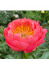 Пион травянистый Корал Сансет Пион травянистый Корал Сансет