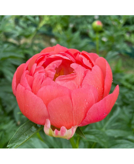 Пион травянистый Корал Сансет Пион травянистый Корал Сансет