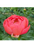 Пион травянистый Корал Сансет Пион травянистый Корал Сансет