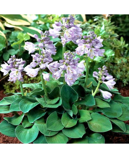 Хоста Блю Энжел Хоста Блю Энжел