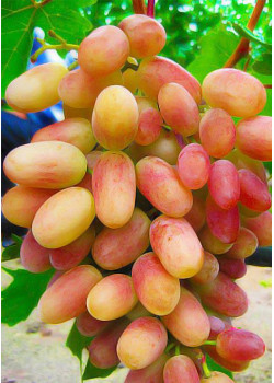 Виноград Преображение