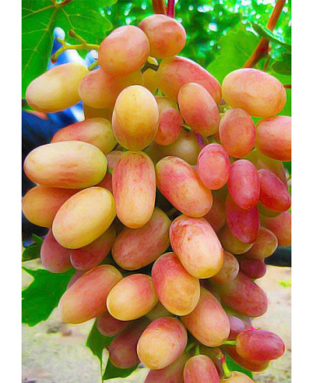 Виноград Преображение Виноград Преображение