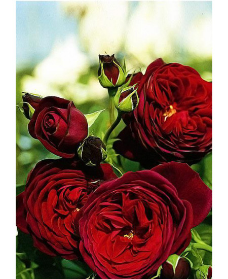 Роза флорибунда Графин фон Харденберг Роза флорибунда Графин фон Харденберг