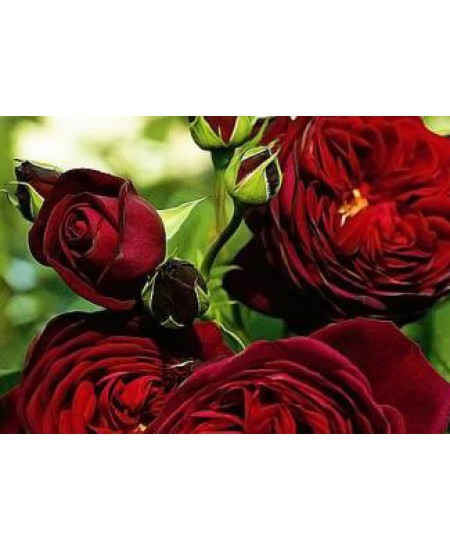 Роза флорибунда Графин фон Харденберг Роза флорибунда Графин фон Харденберг