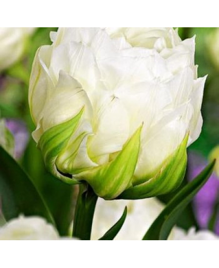 Тюльпан махровый поздний "Айс Эйдж" (Ice Age) 3шт в упаковке (размер 12\+) Тюльпан махровый поздний "Айс Эйдж" (Ice Age) 3шт в упаковке (размер 12\+)