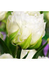 Тюльпан махровый поздний "Айс Эйдж" (Ice Age) 3шт в упаковке (размер 12\+) Тюльпан махровый поздний "Айс Эйдж" (Ice Age) 3шт в упаковке (размер 12\+)