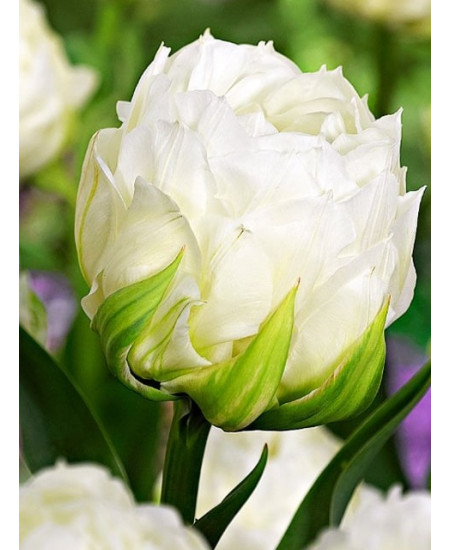 Тюльпан махровый поздний "Айс Эйдж" (Ice Age) 3шт в упаковке (размер 12\+) Тюльпан махровый поздний "Айс Эйдж" (Ice Age) 3шт в упаковке (размер 12\+)