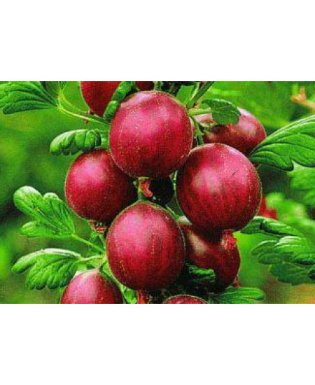 Крыжовник Бесшипный Крыжовник Бесшипный