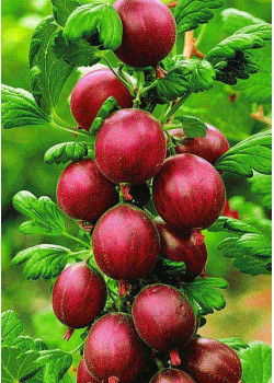 Крыжовник Бесшипный