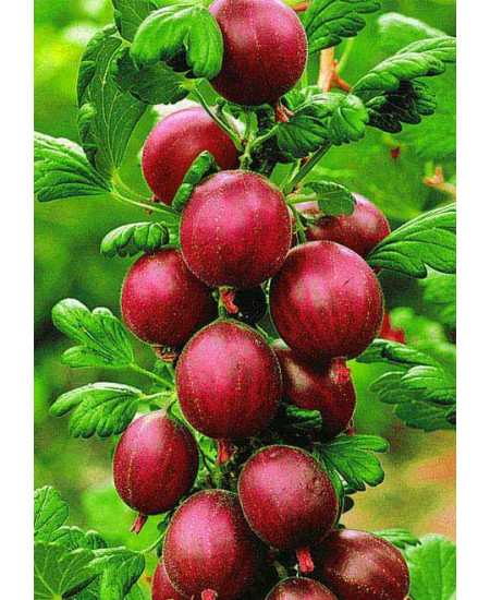 Крыжовник Бесшипный Крыжовник Бесшипный