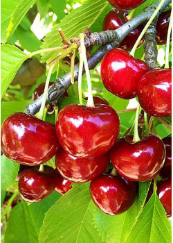 Черешня Дайбера