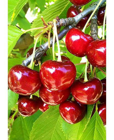 Черешня Дайбера Черешня Дайбера