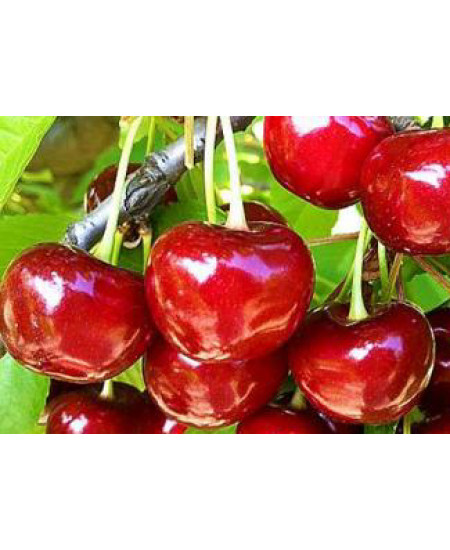 Черешня Дайбера Черешня Дайбера