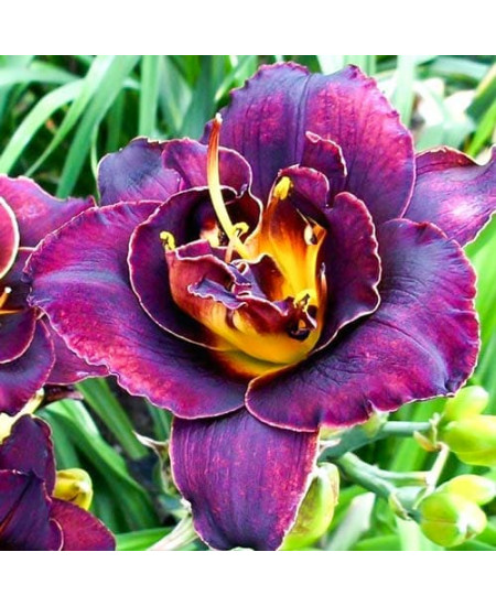 Лилейник Вуду Дансер Лилейник Вуду Дансер