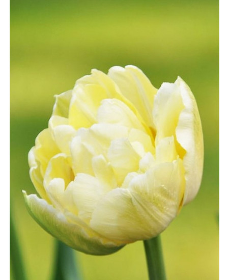 Тюльпан махровый ранний "Верона" (Verona) 3шт в упаковке (размер 10/11) Тюльпан махровый ранний "Верона" (Verona) 3шт в упаковке (размер 10/11)