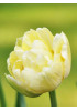 Тюльпан махровый ранний "Верона" (Verona) 3шт в упаковке (размер 10/11) Тюльпан махровый ранний "Верона" (Verona) 3шт в упаковке (размер 10/11)