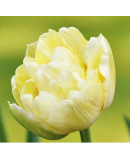 Тюльпан махровый ранний "Верона" (Verona) 3шт в упаковке (размер 10/11) Тюльпан махровый ранний "Верона" (Verona) 3шт в упаковке (размер 10/11)