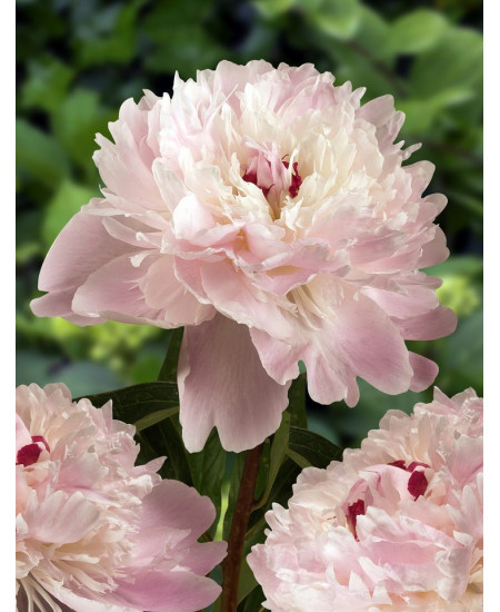 ПИОН АЛЕРТИ ПИОН АЛЕРТИ