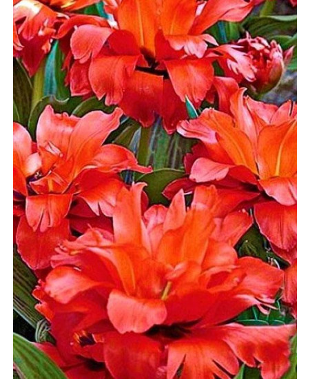 Тюльпан "Double Red Riding Hood" 3шт в упаковке Тюльпан "Double Red Riding Hood" 3шт в упаковке