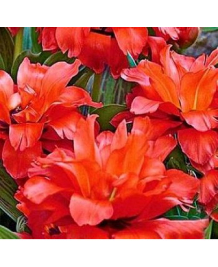 Тюльпан "Double Red Riding Hood" 3шт в упаковке Тюльпан "Double Red Riding Hood" 3шт в упаковке