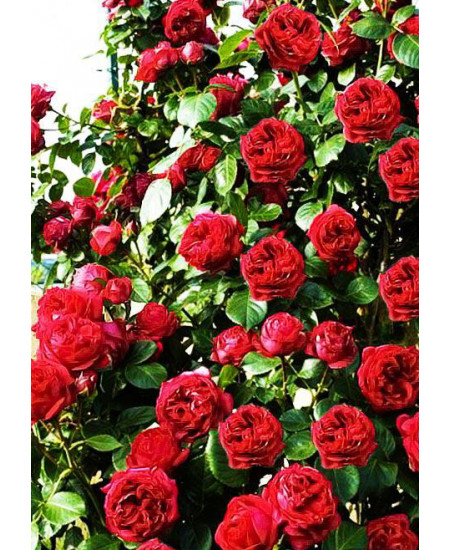 Роза английская Эрик Таберли Роза английская Эрик Таберли