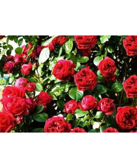 Роза английская Эрик Таберли Роза английская Эрик Таберли