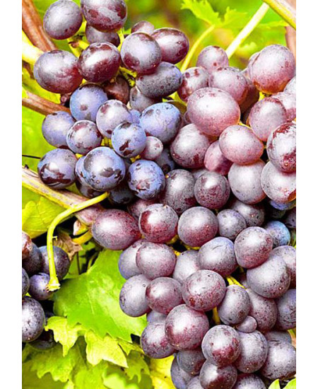 Виноград Рошфор Виноград Рошфор