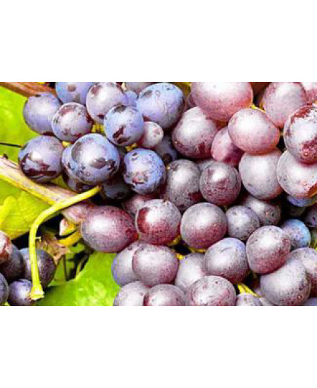 Виноград Рошфор Виноград Рошфор