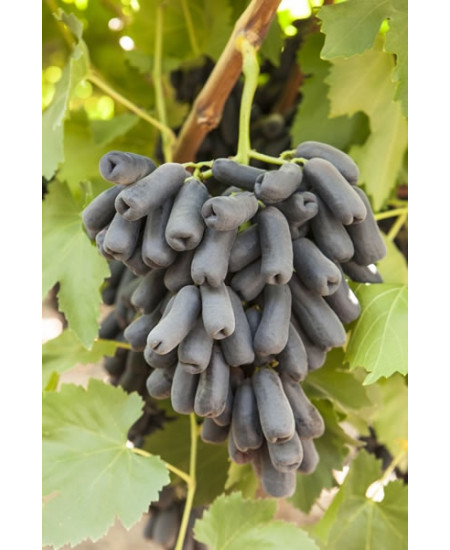 Виноград Аватар Виноград Аватар