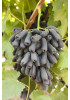 Виноград Аватар Виноград Аватар