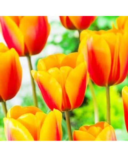 Тюльпан дарвинов гибрид "Кэш" (Cash) 3шт в упаковке (размер 12\+) Тюльпан дарвинов гибрид "Кэш" (Cash) 3шт в упаковке (размер 12\+)